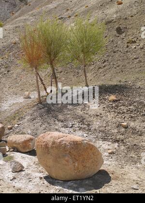 Montagnes du Ladakh ; Tingmosgang ; Jammu-et-Cachemire en Inde ; Asie ; Banque D'Images