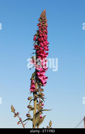 foxglove, digitalis purpurea, en lumière du soleil du soir contre un ciel bleu dans le penwith cornwall Banque D'Images