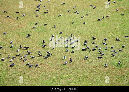 Herbe verte de pigeons ; Club de Parsi Gymkhana ; terrain de jeu ; lignes marines ; Bombay ; Mumbai ; Maharashtra ; Inde ; Asie ; Asie ; Indien Banque D'Images