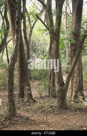 Troncs d'arbres ; Parc National de Sanjay Gandhi ; Parc National de Borivalii ; Borivalii ; Bombay ; Mumbai ; Maharashtra ; Inde ; Asie ; Asie ; Indien Banque D'Images