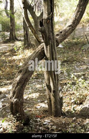 Troncs d'arbres ; Parc National de Sanjay Gandhi ; Borivalii ; Bombay ; Mumbai ; Maharashtra ; Inde ; Asie ; Asie ; Indien Banque D'Images