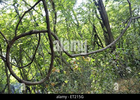 Racines d'arbres ; troncs d'arbres ; Parc national de Sanjay Gandhi ; Borivalii ; Bombay ; Mumbai ; Maharashtra ; Inde ; Asie ; Asie ; Indien Banque D'Images