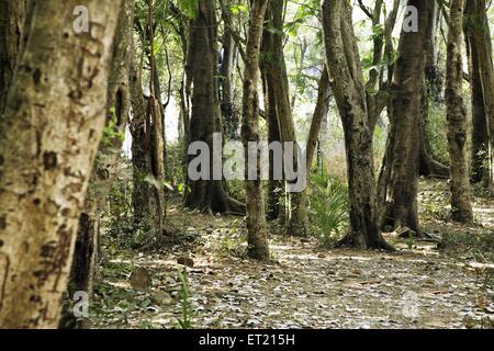 Troncs d'arbres ; Parc National de Sanjay Gandhi ; Borivalii ; Bombay ; Mumbai ; Maharashtra ; Inde ; Asie ; Asie ; Indien Banque D'Images