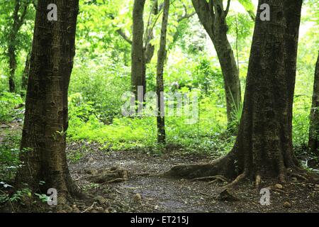 Troncs d'arbres ; Parc National de Sanjay Gandhi ; Borivalii ; Bombay ; Mumbai ; Maharashtra ; Inde ; Asie ; Asie ; Indien Banque D'Images