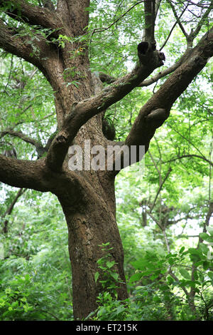 Troncs d'arbres ; Parc National de Sanjay Gandhi ; Borivalii ; Bombay ; Mumbai ; Maharashtra ; Inde ; Asie ; Asie ; Indien Banque D'Images