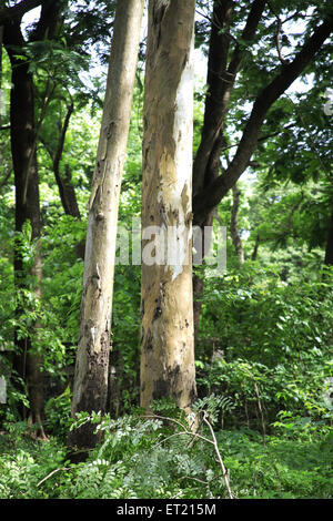 Troncs d'arbres ; Parc National de Sanjay Gandhi ; Borivalii ; Bombay ; Mumbai ; Maharashtra ; Inde ; Asie ; Asie ; Indien Banque D'Images