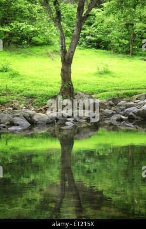 Réflexion des arbres ; Parc national de Sanjay Gandhi ; Borivalii ; Bombay ; Mumbai ; Maharashtra ; Inde ; Asie ; Asie ; Indien Banque D'Images