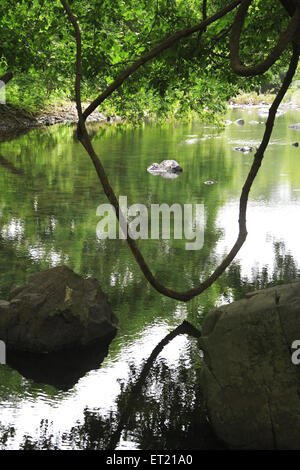 Racines des arbres ; Parc national de Sanjay Gandhi ; Borivalii ; Bombay ; Mumbai ; Maharashtra ; Inde ; Asie ; Asie ; Indien Banque D'Images