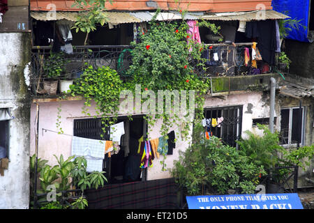 Et les plantes à fruits dans des taudis ; Naupada Behram Marg Kanekar Anant Bandra ; ; ; Bombay Mumbai Maharashtra Banque D'Images