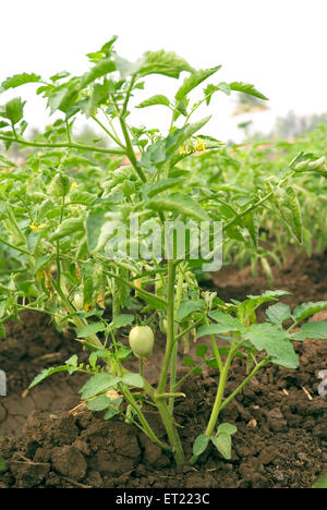 Vegetable plant de tomate Lycopersicon esculentum dans domaine Khidrapur Mumbai Maharashtra Inde Banque D'Images