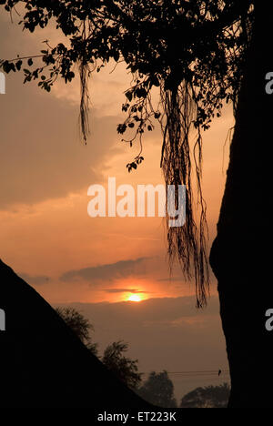 banyan Tree Roots pending ; Khidrapur ; District Kolhapur ; Maharashtra ; Inde ; Asie Banque D'Images