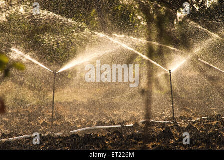 Irrigation par sprinkleurs ; Padhegaon ; Ahmadnagar ; Maharashtra ; Inde ; Asie Banque D'Images