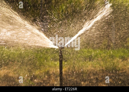 Irrigation par sprinkleurs ; Padhegaon ; Ahmadnagar ; Maharashtra ; Inde ; Asie Banque D'Images