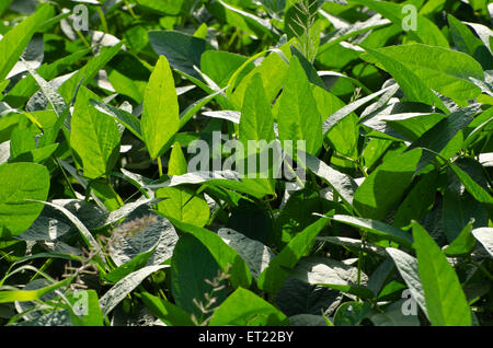 La récolte de soja Glycine max Padhegaon Maharashtra Inde Asie Victor Nunez Ahmednagar Banque D'Images