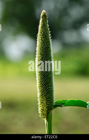 Millet à Padhegaon Montepulciano Ahmednagar Maharashtra Inde Asie Banque D'Images