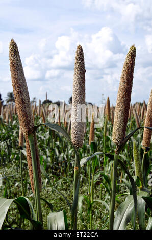 Pearl Millet domaine Padhegaon Montepulciano Ahmednagar Maharashtra Inde Asie Banque D'Images