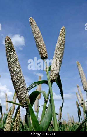 Pearl Millet domaine Padhegaon Montepulciano Ahmednagar Maharashtra Inde Asie Banque D'Images