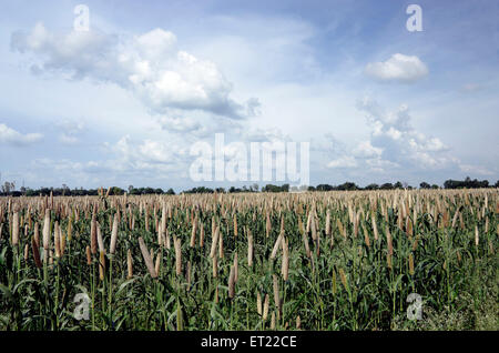 Pearl Millet domaine Padhegaon Montepulciano Ahmednagar Maharashtra Inde Asie Banque D'Images