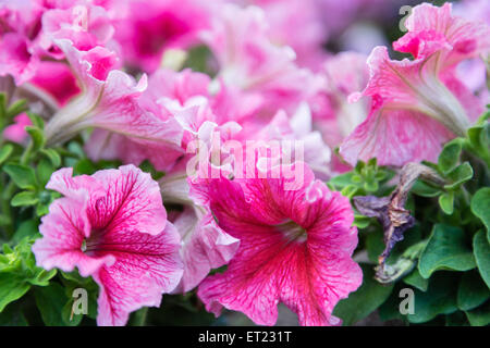 Close up of lillac, violet, fuchsia et rouge fleurs de pétunias Banque D'Images
