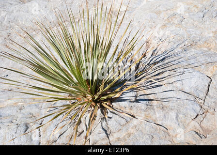 Dans le paysage du désert au sud-ouest, des cactus se développer hors de la roche. Banque D'Images