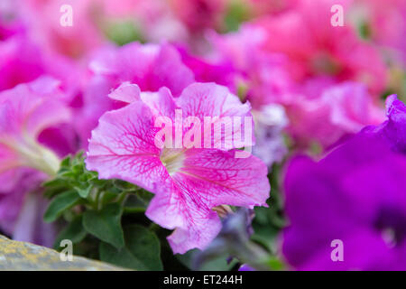 Close up of lillac, violet, fuchsia et rouge fleurs de pétunias Banque D'Images