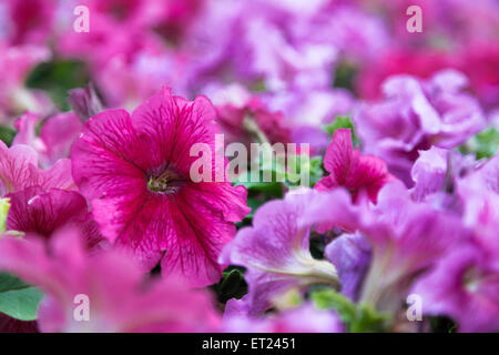 Close up of lillac, violet, fuchsia et rouge fleurs de pétunias Banque D'Images