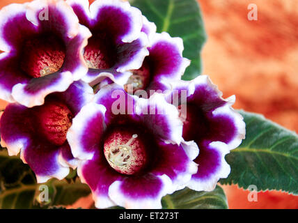 Fleurs de bonne humeur - fleur décorative Gloxinia. Banque D'Images