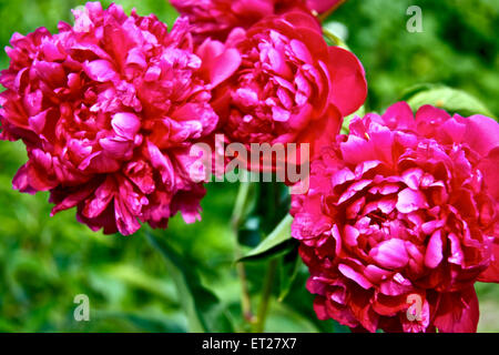 Crimson, lourd et luxuriant jardin de fleurs de pivoine caps. Banque D'Images