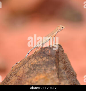 Les jeunes Chuckwalla (Sauromalus ater commun) sur grès rouge, Vallée de Feu Park, Nevada, USA Banque D'Images