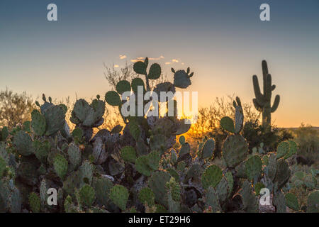 L'isoète d'oponce de l'Est (Opuntia engelmannii), cactus Saguaro (Carnegiea gigantea) derrière, coucher de soleil, désert de Sonora, Tucson Banque D'Images