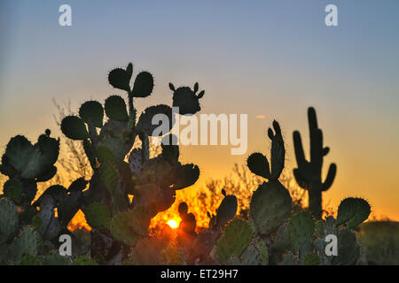 L'isoète d'oponce de l'Est (Opuntia engelmannii), cactus Saguaro (Carnegiea gigantea) derrière, coucher de soleil, désert de Sonora, Tucson Banque D'Images