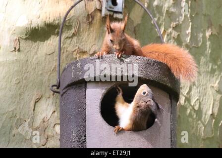 Deux jeunes écureuils (Sciurus vulgaris) sur Owl nichoir, Hesse, Allemagne Banque D'Images