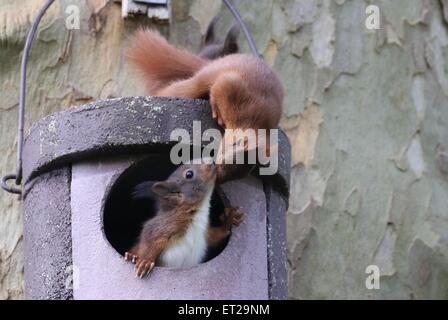 Deux jeunes écureuils (Sciurus vulgaris) sur Owl nichoir, Hesse, Allemagne Banque D'Images