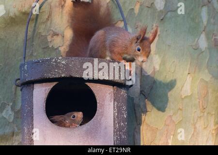 Deux jeunes écureuils (Sciurus vulgaris) sur Owl nichoir, Hesse, Allemagne Banque D'Images