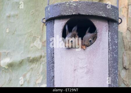 Deux jeunes écureuils (Sciurus vulgaris) à la recherche de terriers nichoir, Hesse, Allemagne Banque D'Images