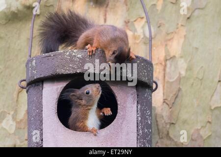 Deux jeunes écureuils (Sciurus vulgaris) sur Owl nichoir, Hesse, Allemagne Banque D'Images