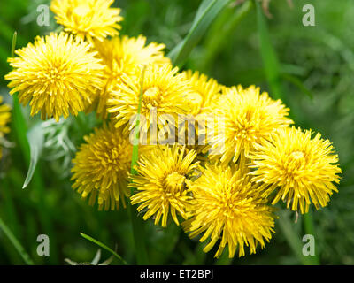 Fleurs de pissenlit dans l'herbe verte fraîche. Banque D'Images