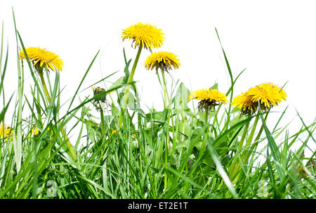 Fleurs de pissenlit dans l'herbe verte fraîche. Banque D'Images