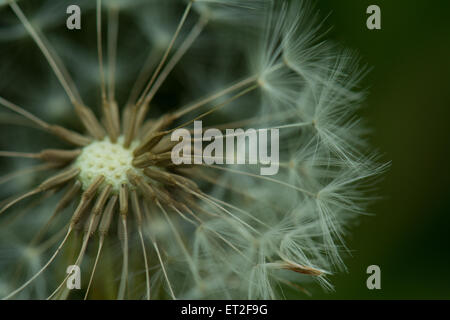 Close up detail de dandelion seed head Banque D'Images