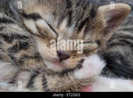 Sieversdorf, Allemagne. 10 Juin, 2015. Un petit chaton dort sur une couverture à Sieversdorf, Allemagne, 10 juin 2015. Le chat de maison et ses trois frères et soeurs sont de quatre semaines. Les chats passent la majeure partie de la journée et dormir à jouer. Après les chiens, les chats sont des animaux domestiques les plus populaires en Allemagne. Photo : Patrick Pleul/dpa/Alamy Live News Banque D'Images