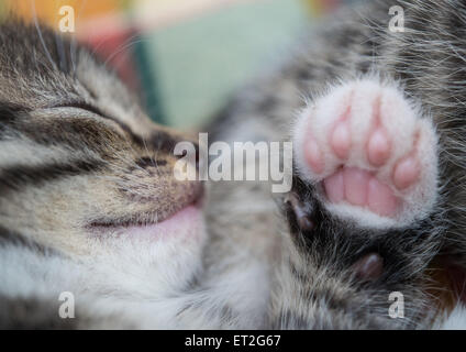 Sieversdorf, Allemagne. 10 Juin, 2015. Un petit chaton dort sur une couverture à Sieversdorf, Allemagne, 10 juin 2015. Le chat de maison et ses trois frères et soeurs sont de quatre semaines. Les chats passent la majeure partie de la journée et dormir à jouer. Après les chiens, les chats sont des animaux domestiques les plus populaires en Allemagne. Photo : Patrick Pleul/dpa/Alamy Live News Banque D'Images