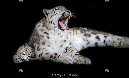 Lazy snow leopard mère avec son petit Banque D'Images