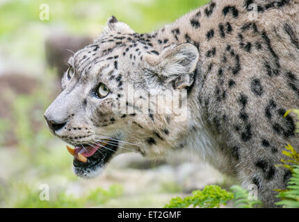 Snow Leopard roar Banque D'Images