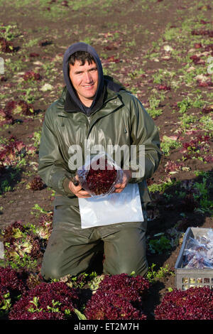 Tarleton, Lancashire, UK 11 juin 2015 Météo France. Carlos Rodrigues picking Lollo Rosso par temps chaud La laitue Salade stimule la demande pour les cultures. Les températures chaudes et les sols de séchage permettent aux travailleurs agricoles, les ouvriers et les propriétaires à planter des fruits et légumes de printemps. Cette zone agricole a traditionnellement de nombreux travailleurs migrants qui travaillent dur, à la plantation, la cueillette et les cultures d'emballage pour les supermarchés. Certains producteurs ont montré à l'insuffisance des préoccupations essentielles des travailleurs saisonniers nécessaires pour un départ à 6h. La région est un important producteur de légumes de plein champ et les cultures. Banque D'Images