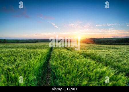 Magnifique coucher de soleil sur un champ d'orge de maturation Banque D'Images