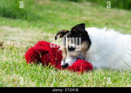 Adorable Jack Russell Terrier laying in grass with red soft toy Banque D'Images