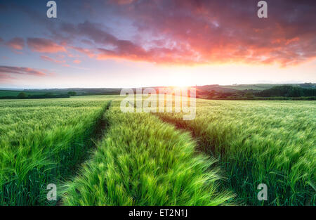 Superbe lever de soleil au-dessus de champs d'orge de maturation Banque D'Images