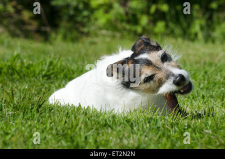 Jack Russell Terrier à mâcher sur un os Banque D'Images