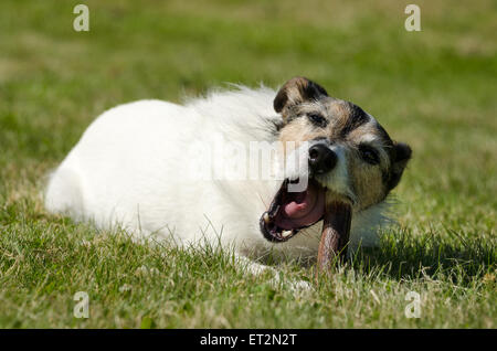 Jack Russell Terrier a jeté dans l'herbe de mâcher un os Banque D'Images
