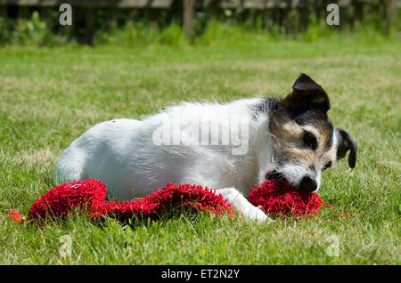 Terrierlaying Jack Russell sur une pelouse avec un jouet corde rouge Banque D'Images